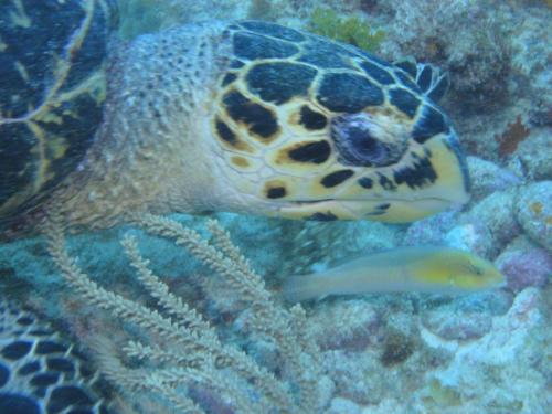 Isla Mujeres 2018 Dives 1 & 2