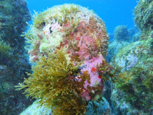 Isla Mujeres 2018 Dives 3 & 4