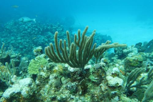 Dive-4-20230308-1