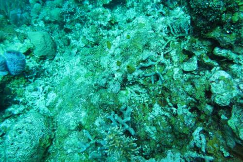 Dive-4-20230308-11