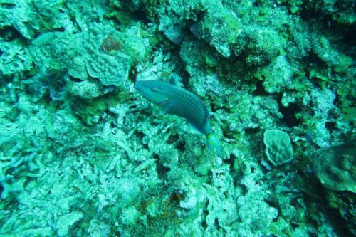 Dive-4-20230308-13