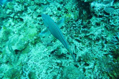 Dive-4-20230308-14