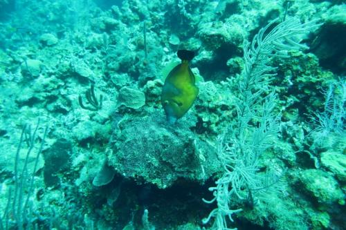 Dive-4-20230308-15