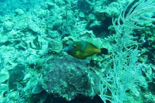 Dive-4-20230308-16