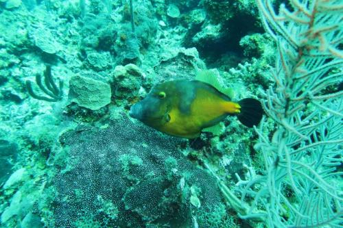 Dive-4-20230308-17