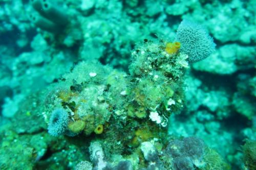 Dive-4-20230308-18