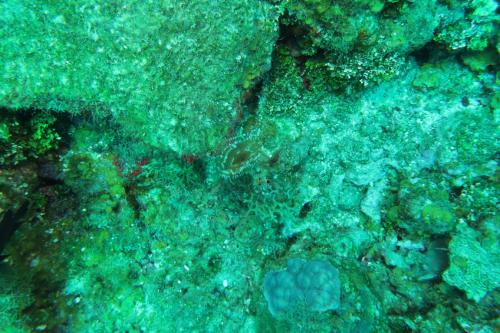 Dive-4-20230308-19