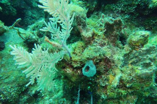 Dive-4-20230308-2