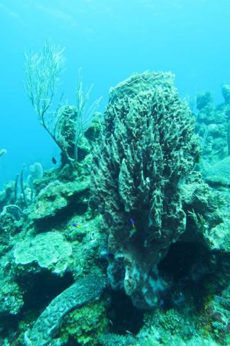 Dive-4-20230308-21