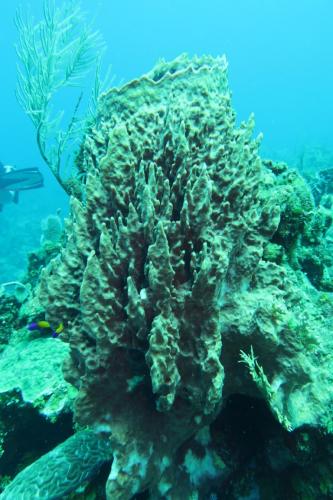 Dive-4-20230308-22