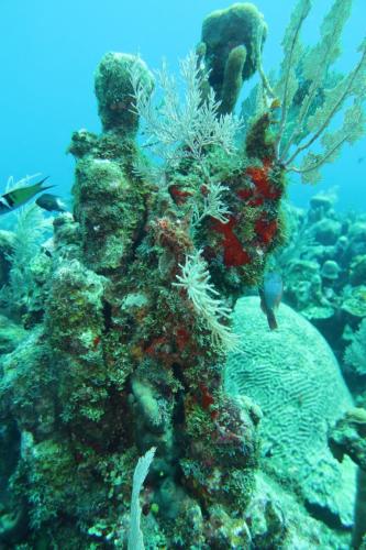 Dive-4-20230308-24