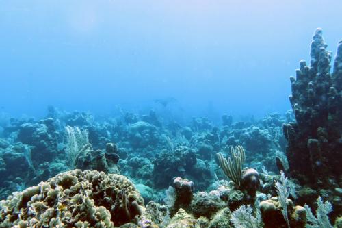 Dive-4-20230308-26