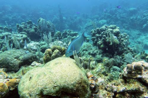 Dive-4-20230308-27