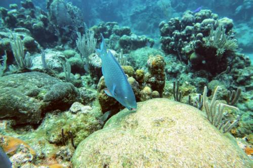Dive-4-20230308-28
