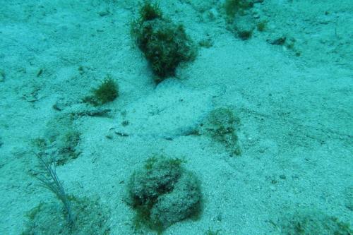 Dive-4-20230308-29