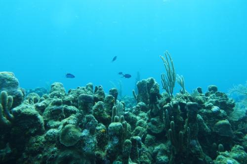 Roatan 2023 - Dive 4