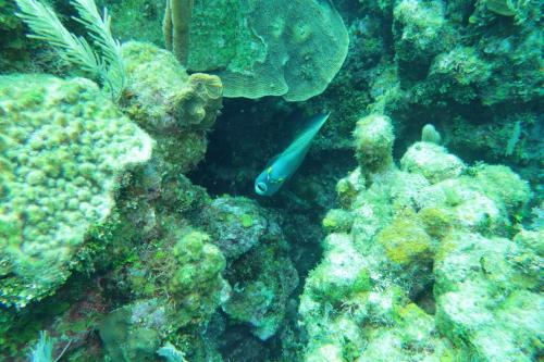 Dive-4-20230308-4