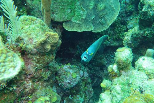 Dive-4-20230308-5