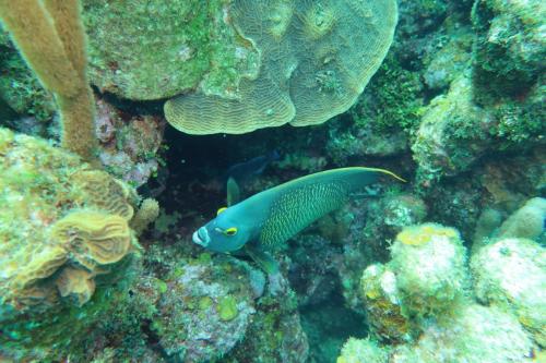 Dive-4-20230308-7