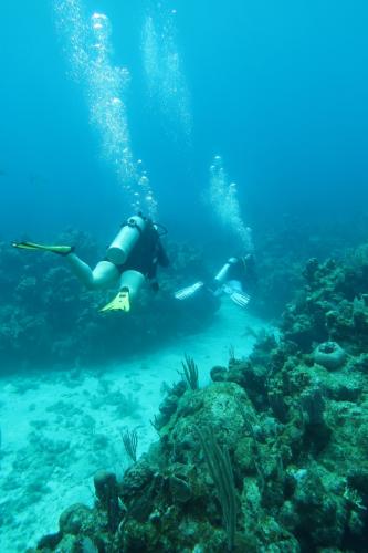 Dive-4-20230308-8