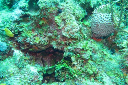 Dive-6-20230313-1