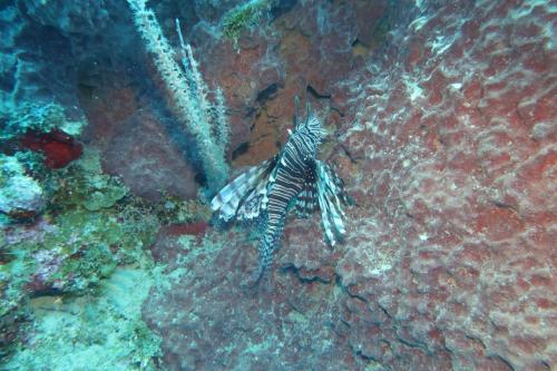 Dive-6-20230313-10