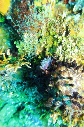 Dive-6-20230313-11