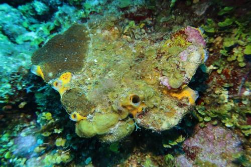 Dive-6-20230313-13