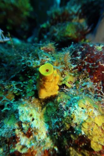 Dive-6-20230313-18