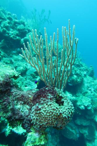 Dive-6-20230313-19