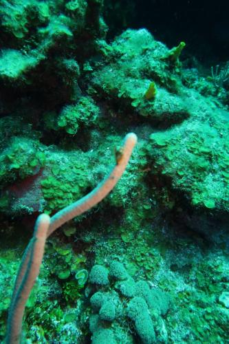 Dive-6-20230313-2
