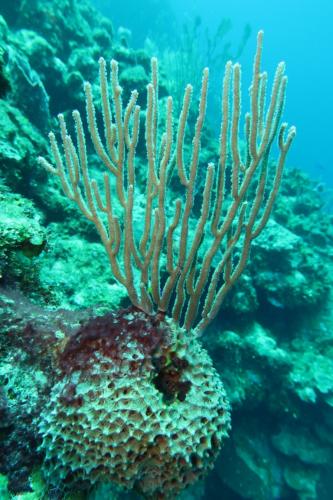 Dive-6-20230313-20
