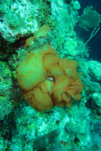 Dive-6-20230313-21
