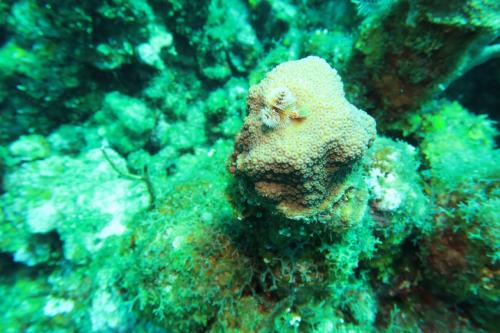 Dive-6-20230313-22