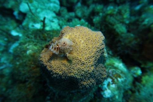 Dive-6-20230313-23