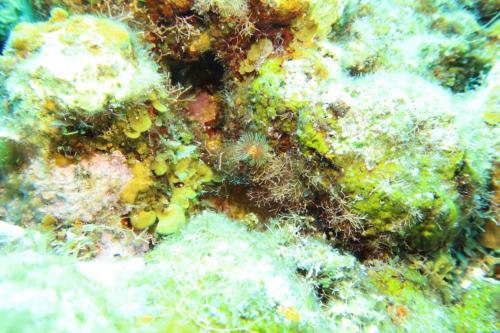 Dive-6-20230313-25