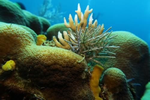 Dive-6-20230313-26