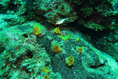 Dive-6-20230313-28