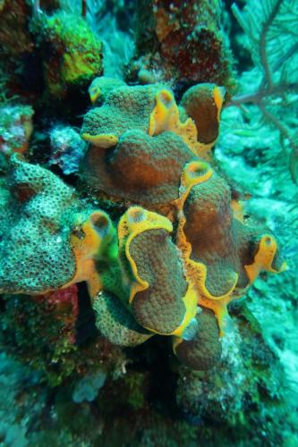 Dive-6-20230313-29
