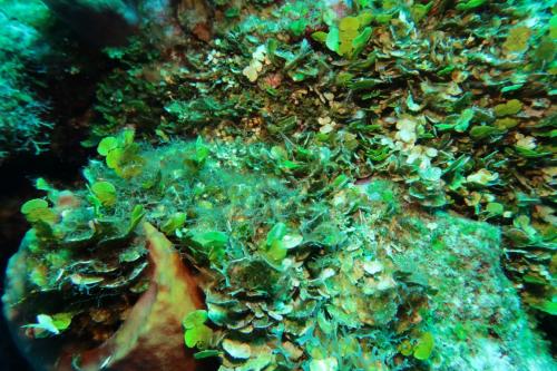 Dive-6-20230313-3