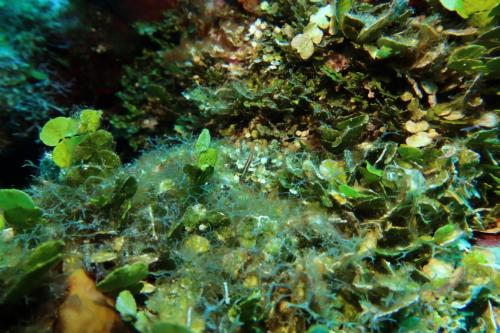 Dive-6-20230313-4