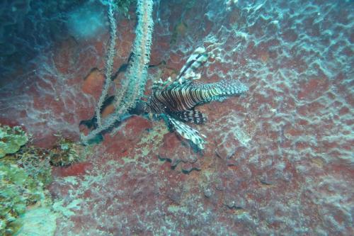 Dive-6-20230313-8