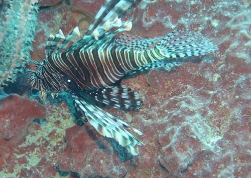 Dive-6-20230313-9