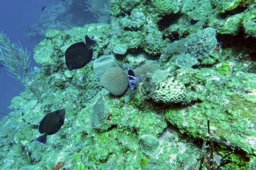 Dive-1-20230310-11