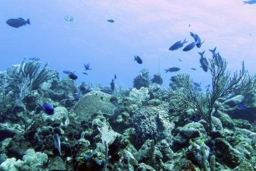Dive-1-20230310-19