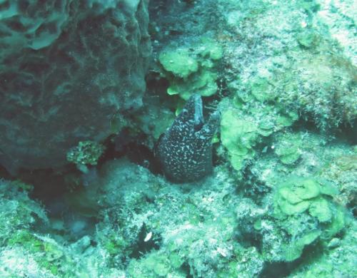 Roatan 2023 - Dive 1