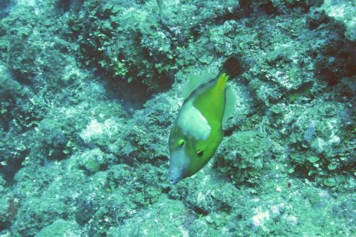 Dive-1-20230310-21