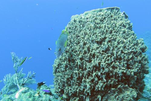 Dive-1-20230310-22