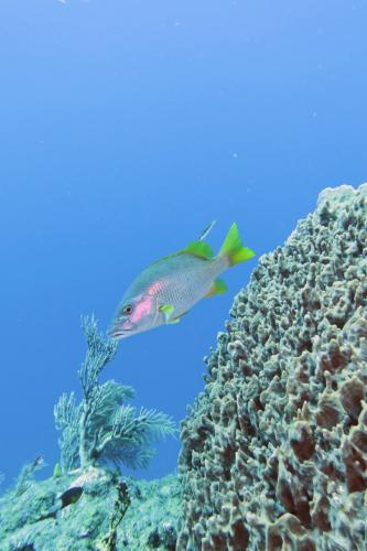 Dive-1-20230310-23