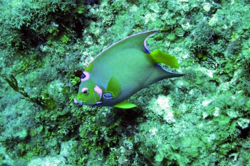 Dive-1-20230310-24